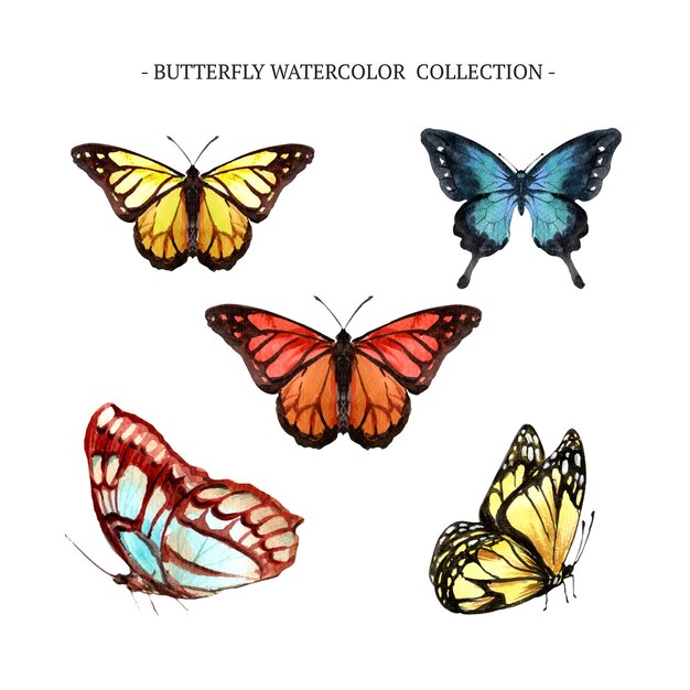 Коллекция бабочек с акварелью