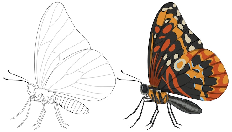 Free Vector butterfly illustration from outline to color