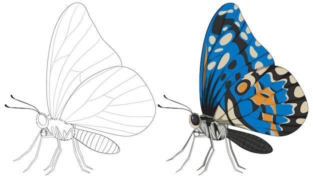 Vettore gratuito l'illustrazione della farfalla dal disegno al colore