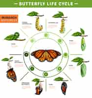 Free vector butterfly life cycle infographics