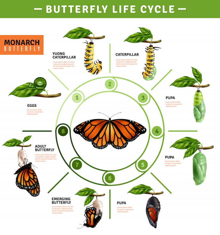 Free Vector butterfly life cycle infographics
