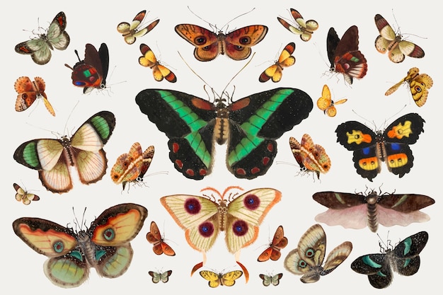 Бабочка и мотылек насекомых векторные винтажные иллюстрации набор