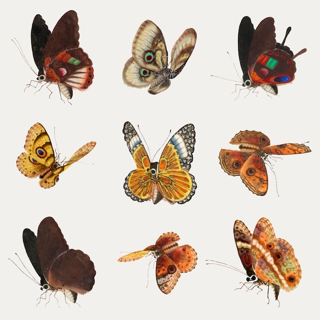 Free vector butterfly and moth vector vintage drawing collection