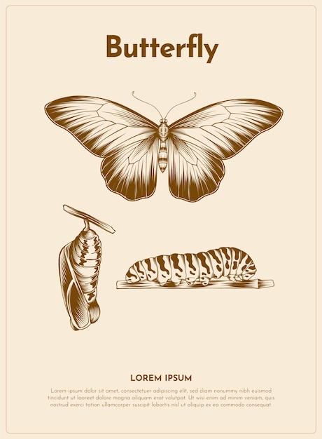 Butterfly retro animal illustration