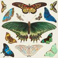 Free vector butterfly vintage clipart collection vector