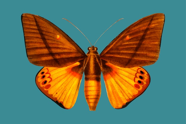 Free vector butterfly