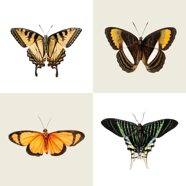 Free vector butterfly