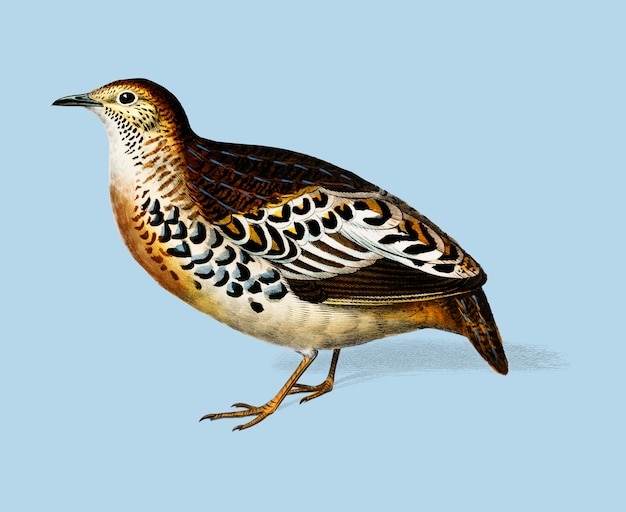 Buttonquail (Curnix тахидром), иллюстрированный Чарльзом Дессалином д&#39;Орбиньи (1806-1876).