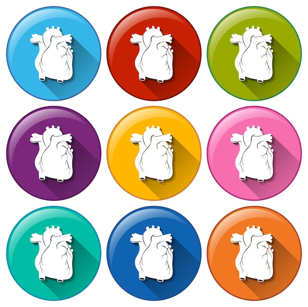 Buttons with heart organs