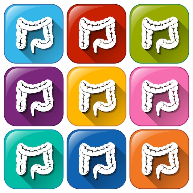 Free vector buttons with intestines