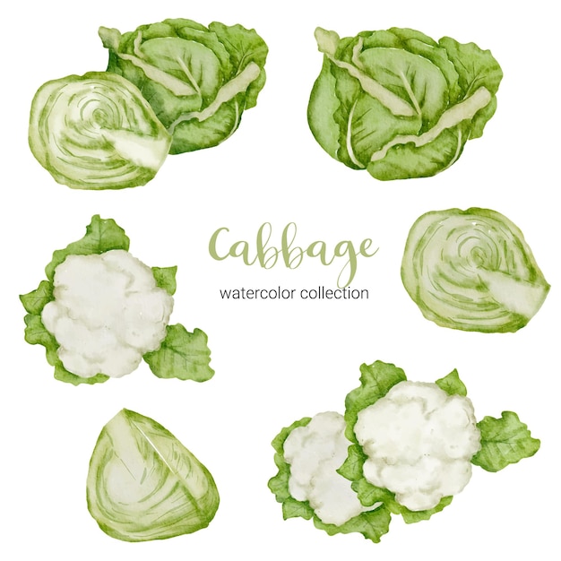 Cabbage in watercolor collection with full and slice and cut in half