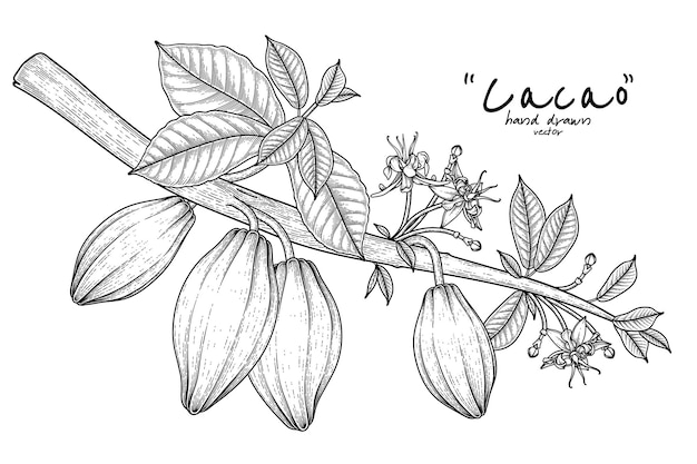 Ветка какао с фруктами, листьями и цветами рисованной иллюстрации