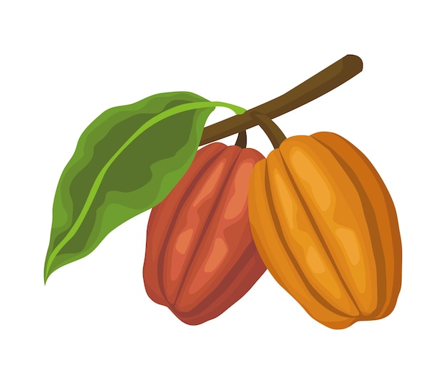 Cacao tree and leaf icon isolated