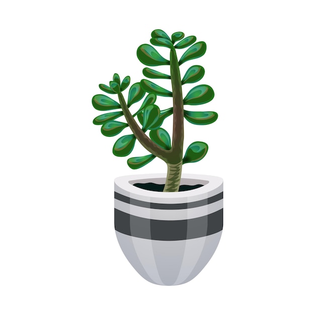 Cactus composition with isolated image of jade plant in flower pot on white