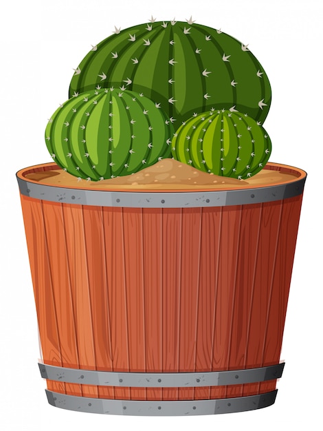 Free vector cactus plant in pot