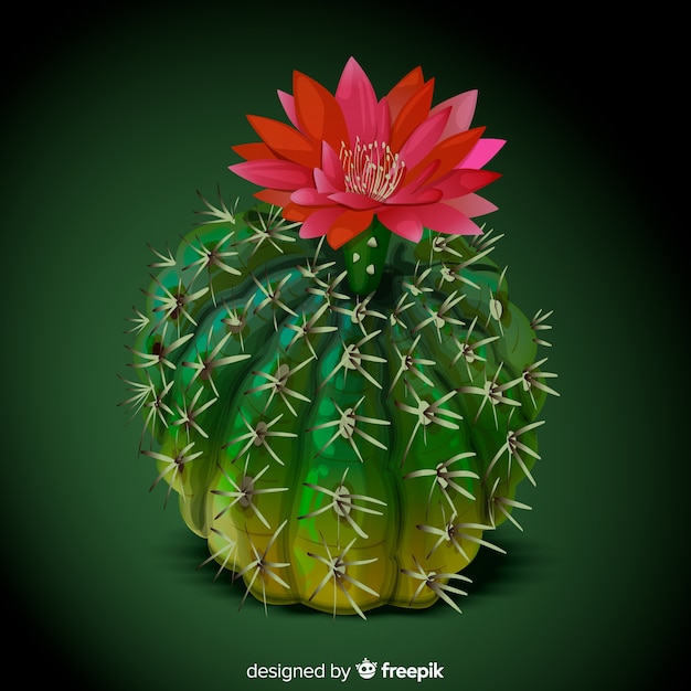 Cactus plant in realistic style