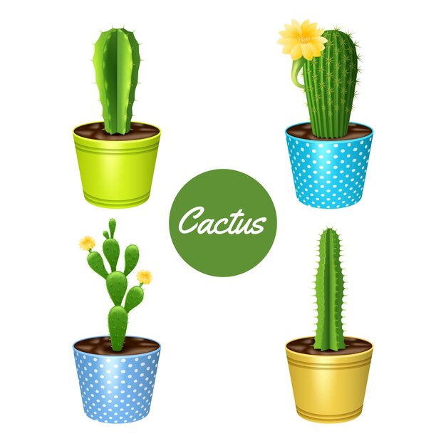 Cactus plants in flower pots decorative icons set 
