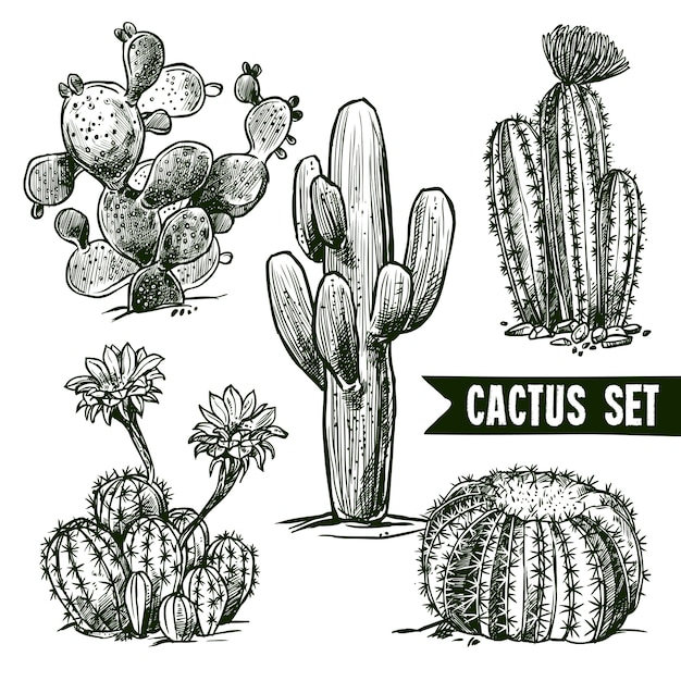 Free vector cactus sketch set