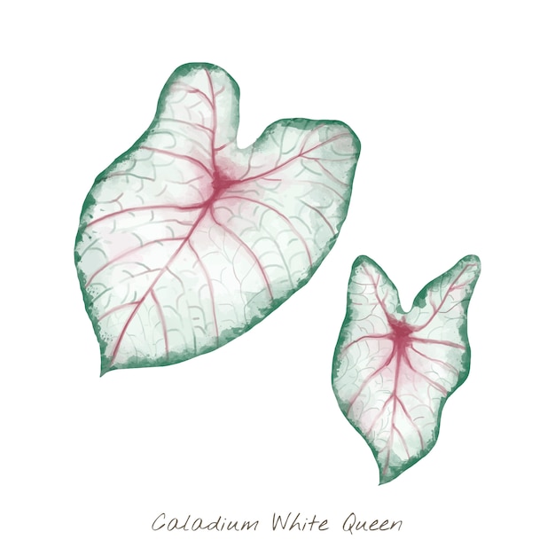 흰색 배경에 고립 된 caladium 흰 잎