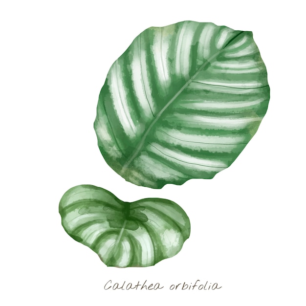 Calathea orbifolia 잎 흰색 배경에 고립