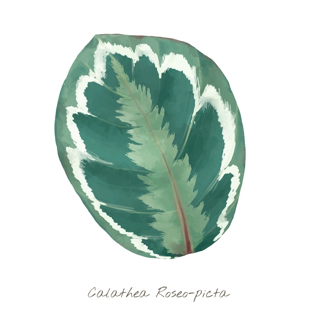 Calathea Roseopicta 잎 흰색 배경에 고립