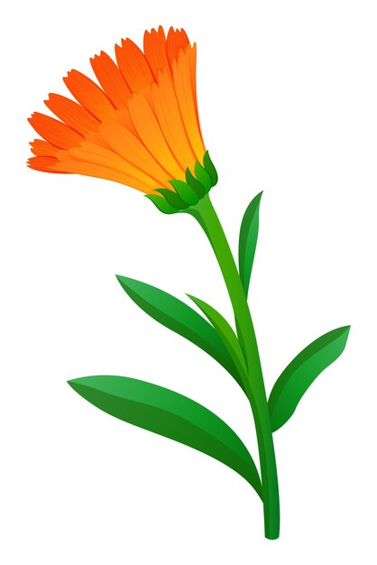 Цветок календулы оранжевого цвета