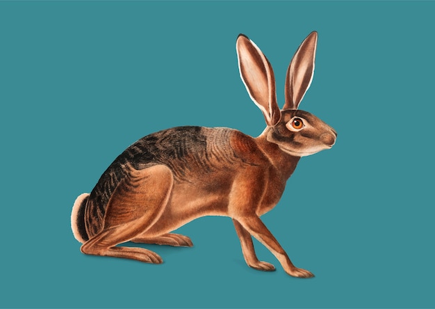 캘리포니아 토끼 그림