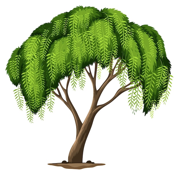 Калифорнийское перечное дерево