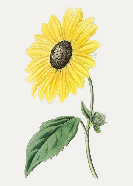 Californian sunflower