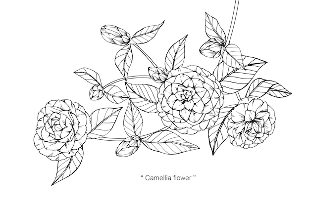 カメリアの花を描くイラスト プレミアムベクター