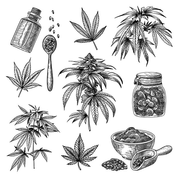 Cannabis or hemp engraved illustrations set