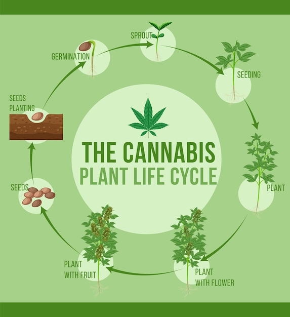 Free vector cannabis plant life cycle