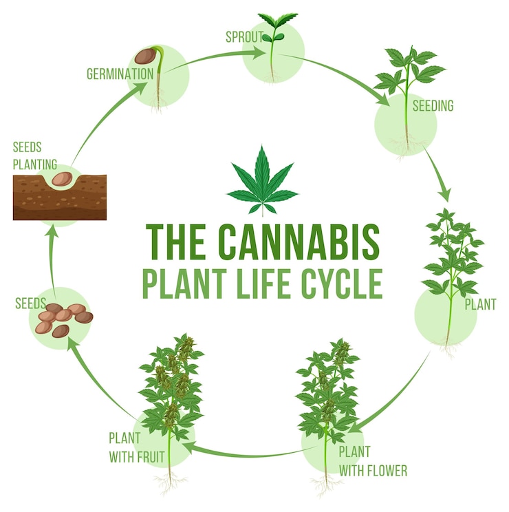 無料Vector 大麻植物のライフサイクル