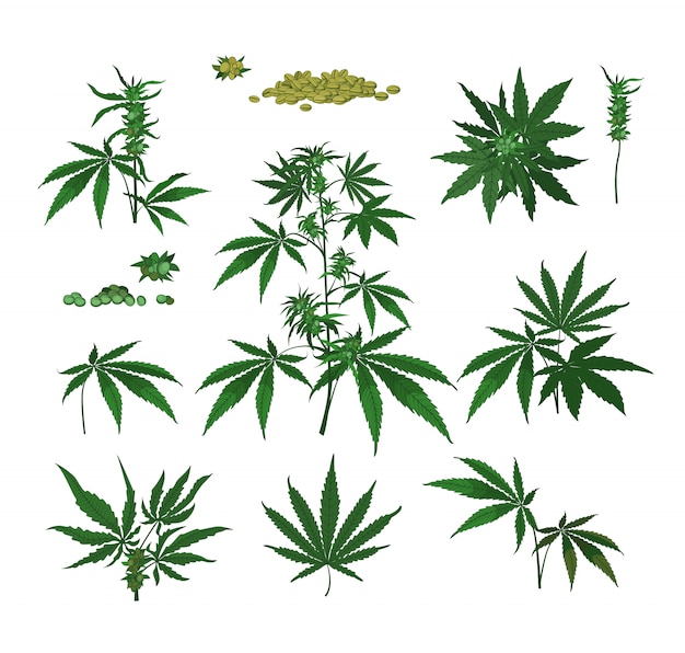 Download Marijuana Images Free Vectors Stock Photos Psd