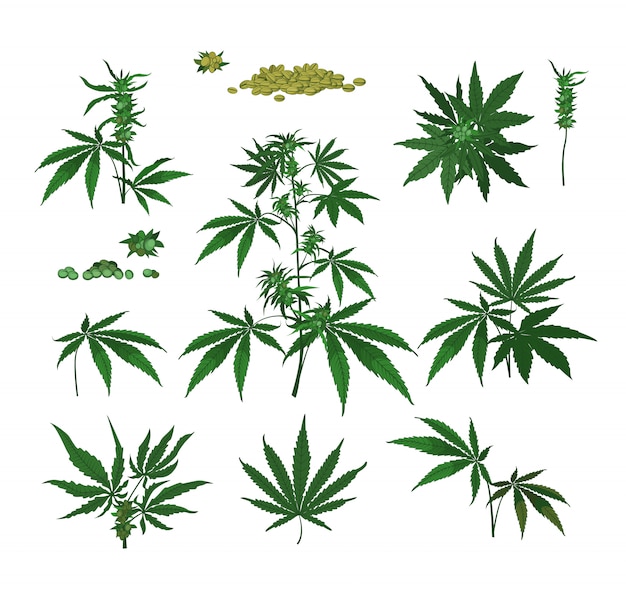 大麻植物、種子、枝