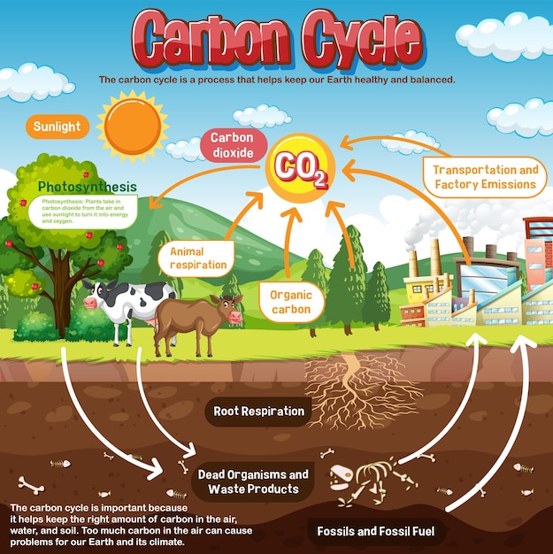 Free vector carbon cycle diagram for science education