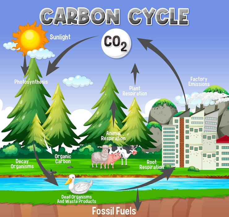 मुफ़्त वेक्टर carbon cycle diagram for science education