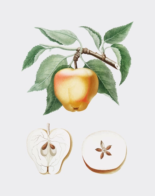 Free Vector carla apple illustration