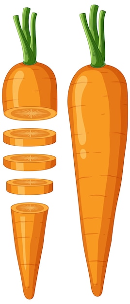 Free vector carrot in whole and sliced pieces