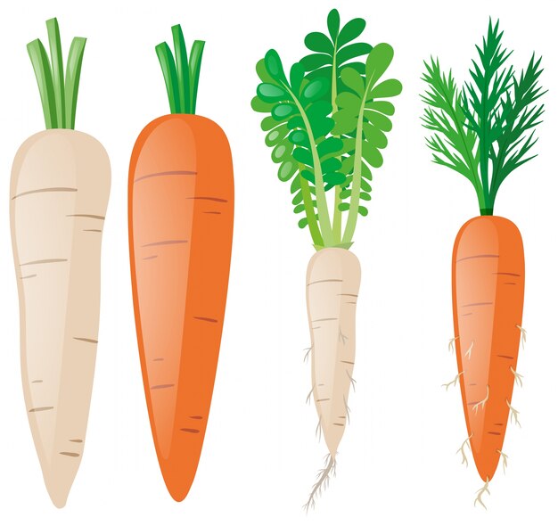 Морковь в разных формах
