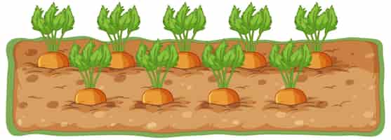 Бесплатное векторное изображение Морковь, растущая в почве