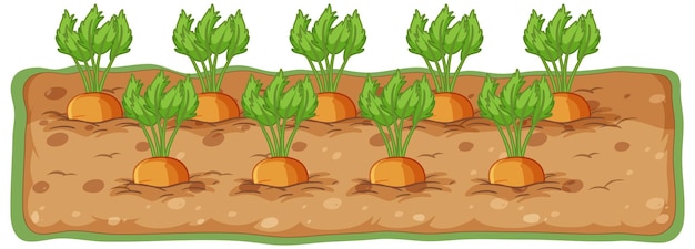 Free vector carrots growing in soil cartoon