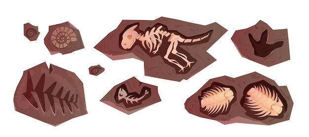恐竜の骨格の漫画の考古学的化石海の動物や植物