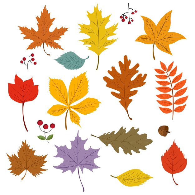 Cartoon autumn leaves collection