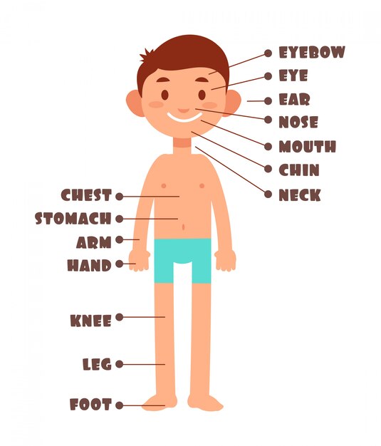 Cartoon boy. kids body parts with english vocabulary  set