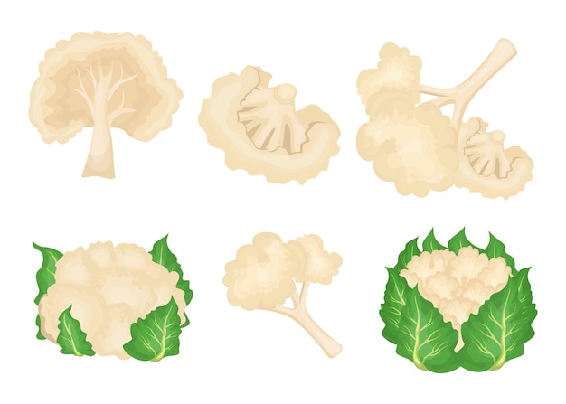 Free vector cartoon cauliflower illustrations set