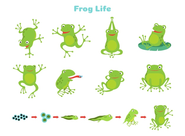 Premium Vector | Life cycle of frog