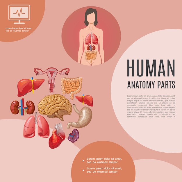 Cartoon human anatomy template with woman body lungs liver kidneys heart brain stomach intestine spleen uterus