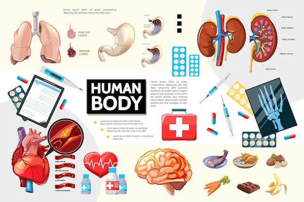 Cartoon human body anatomy infographics with internal organs food pills and medical equipment illustration