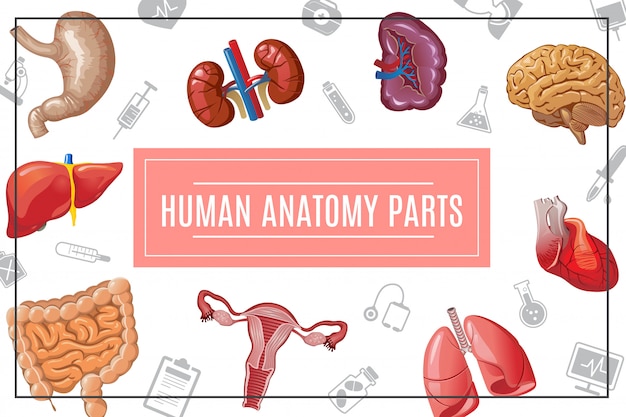 Vettore gratuito composizione negli organi del corpo umano del fumetto con i reni del fegato polmoni cervello cuore intestino stomaco sistema riproduttivo femminile e icone mediche